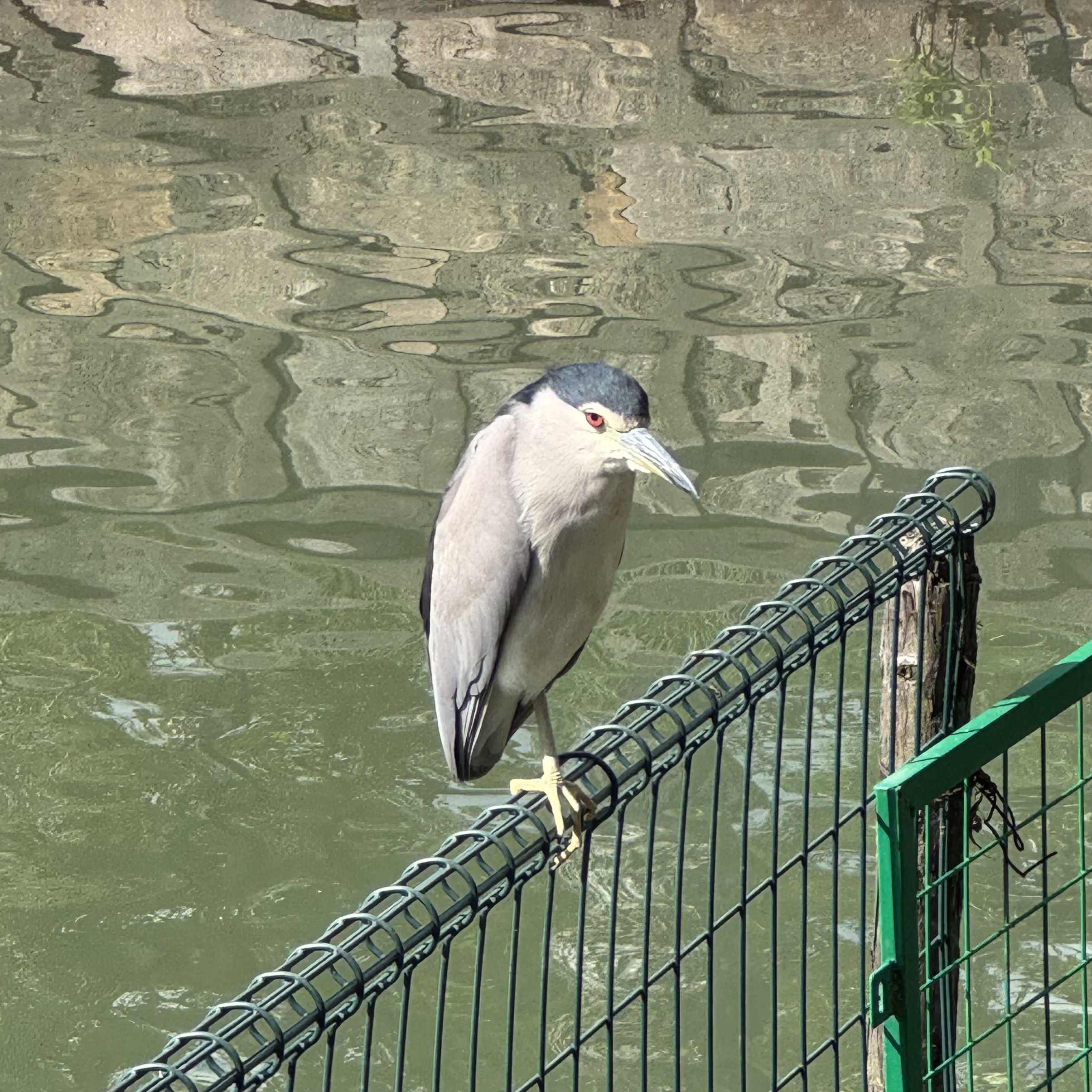 IMG_3443.jpeg